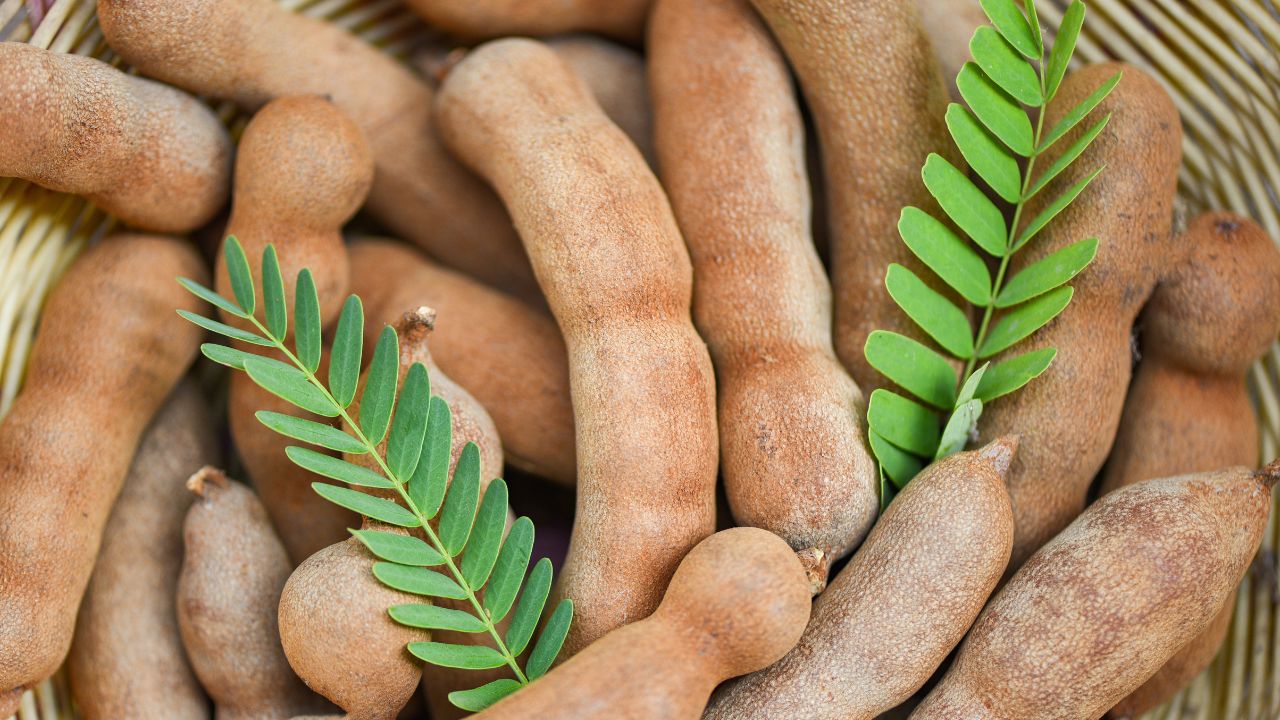 TAMARINDUS INDICA SEED GUM