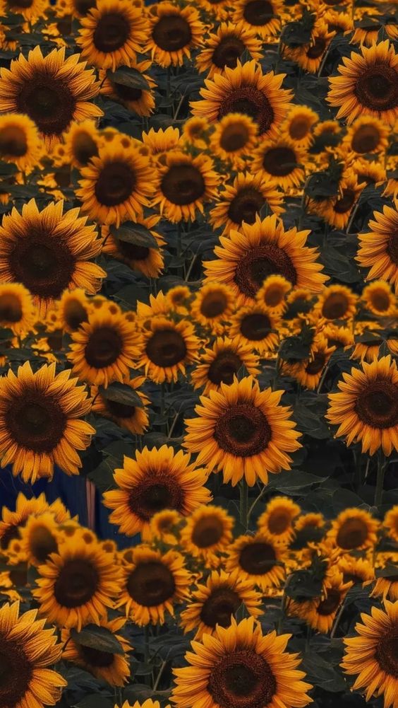 HELIANTHUS ANNUUS SEED OIL (SUNFLOWER)