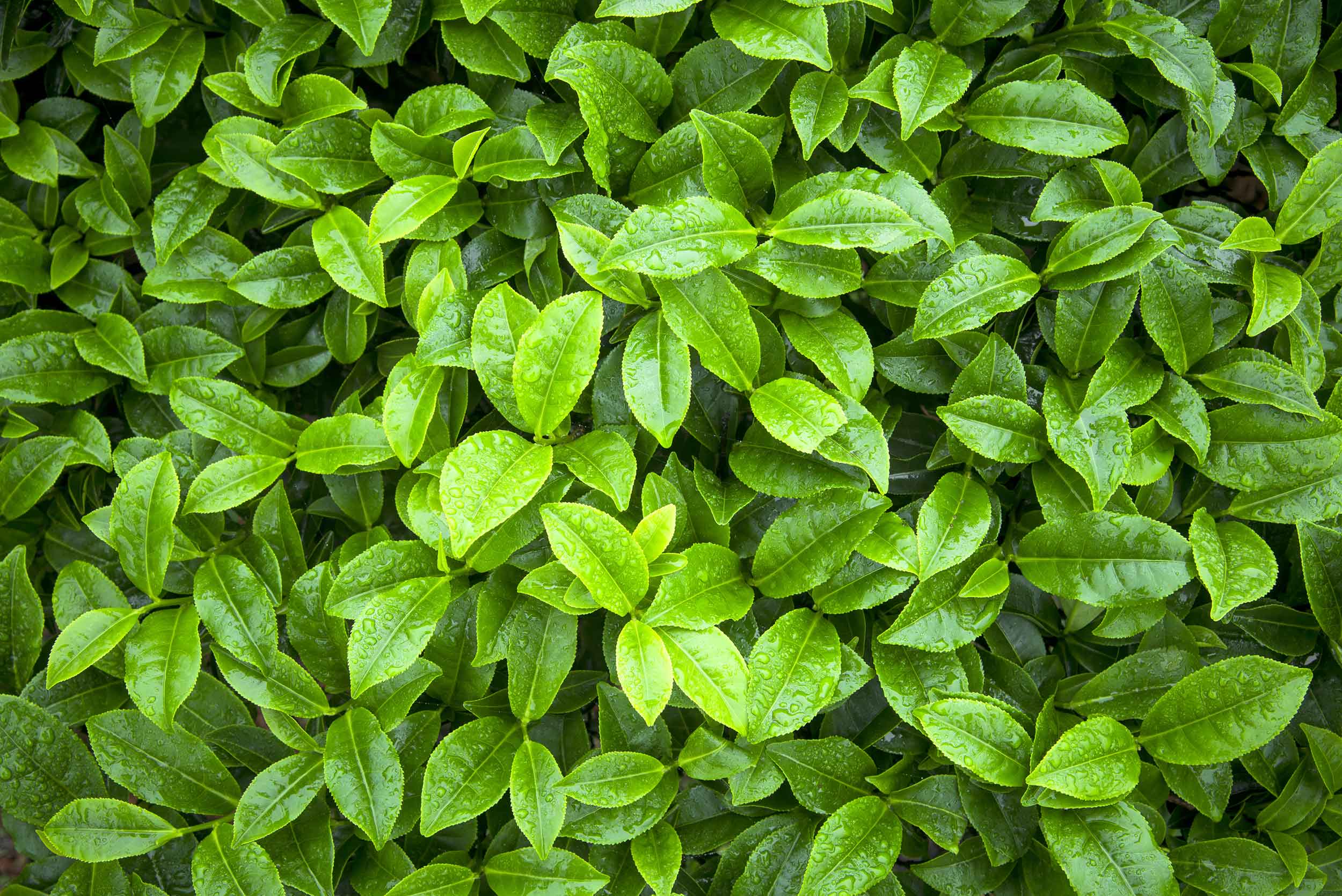 CAMELLIA SINENSIS LEAF (GREEN TEA) EXTRACT