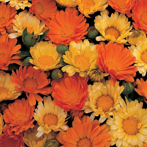 CALENDULA OFFICINALIS FLOWER EXTRACT