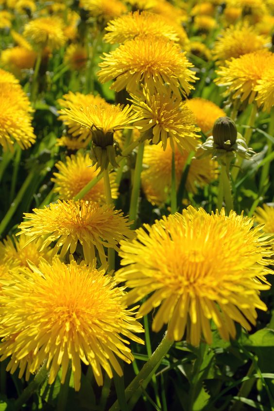 DANDELION EXTRACT